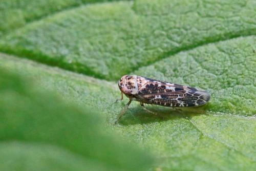 Allygus maculatus
